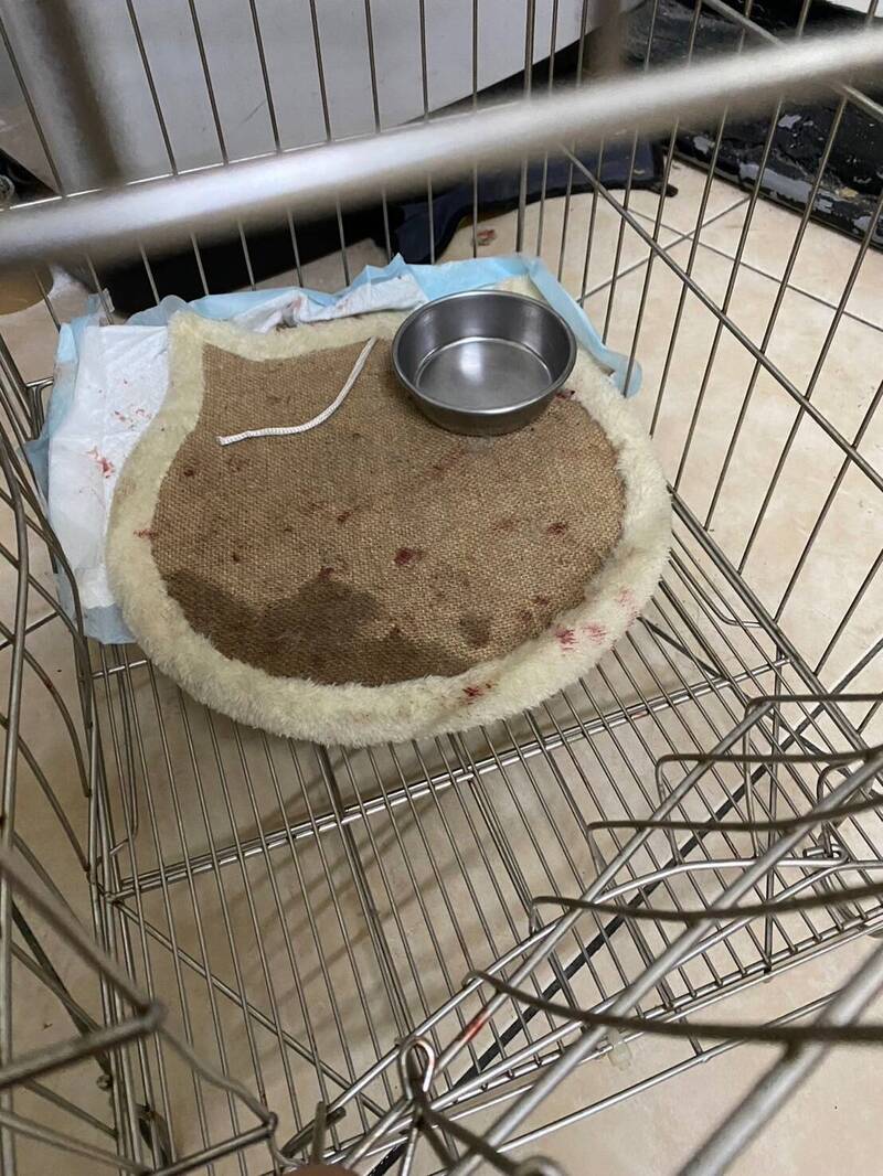 三重一名女饲主遛狗遭店猫抓伤,男友返回店家踹猫笼,导致猫咪受伤。(新北市动保处提供) 三重一名女饲主遛狗遭店猫抓伤,男友返回店家踹猫笼,导致猫咪受伤。(新北市动保处提供)
