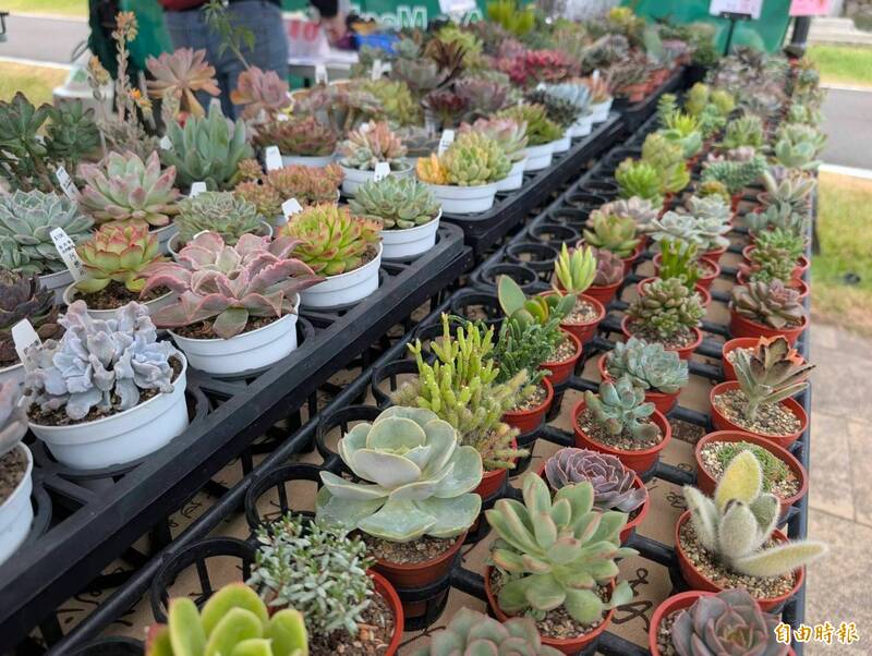 現場展出多品種多肉植物。(記者羅國嘉攝) 現場展出多品種多肉植物。(記者羅國嘉攝)