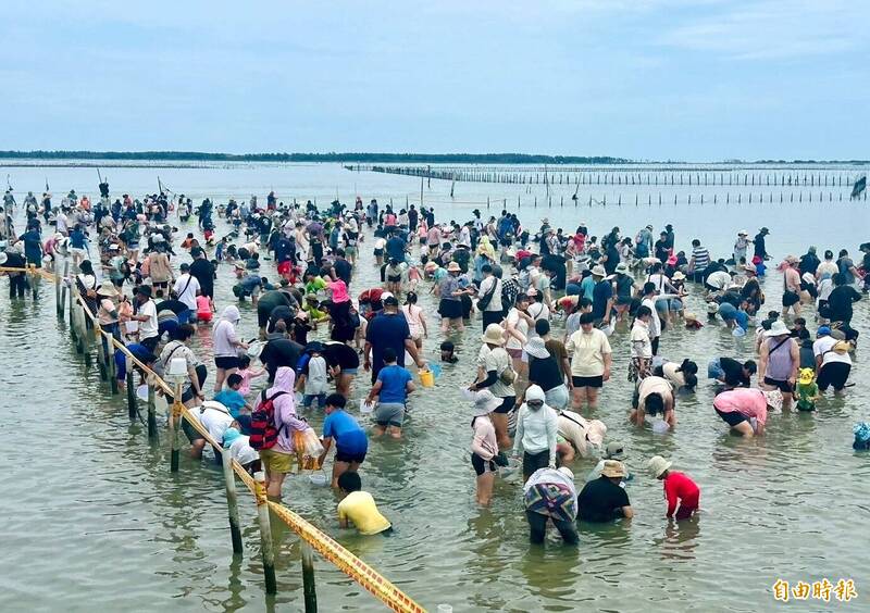 七股海鮮節在七股潟湖的觀光赤嘴園今天舉辦首場挖文蛤,民眾下水體驗。((記者楊金城攝) 七股海鮮節在七股潟湖的觀光赤嘴園今天舉辦首場挖文蛤,民眾下水體驗。((記者楊金城攝)