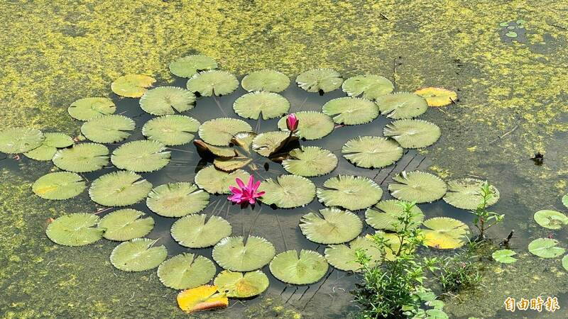三灣鄉北埔村生態池睡蓮。（記者彭健禮攝）