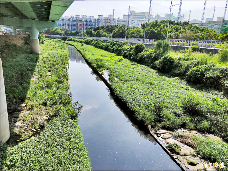 板橋湳仔溝經過整治及環境營造工程,找回失去的生態,已發現近300種生物現蹤。(記者賴筱桐攝) 板橋湳仔溝經過整治及環境營造工程,找回失去的生態,已發現近300種生物現蹤。(記者賴筱桐攝)