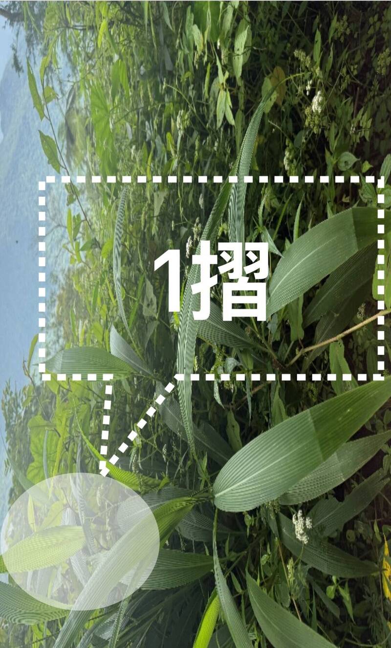 專家在以專業圖表講完颱風預測、分析,最後出示今年自己拍的颱風草,以習俗方式推測今年可能只有一道颱風。(記者劉人瑋翻攝) 專家在以專業圖表講完颱風預測、分析,最後出示今年自己拍的颱風草,以習俗方式推測今年可能只有一道颱風。(記者劉人瑋翻攝)