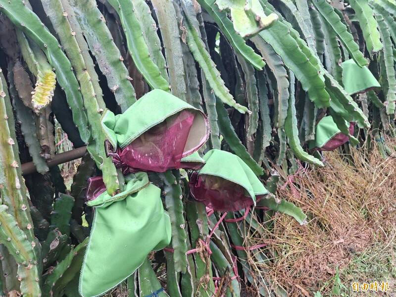 陳勝得說,「上布下網」套袋上層防水布能有效阻隔雨水與病菌,下層透氣網袋則防止蟲害侵入。(記者陳冠備攝) 陳勝得說,「上布下網」套袋上層防水布能有效阻隔雨水與病菌,下層透氣網袋則防止蟲害侵入。(記者陳冠備攝)