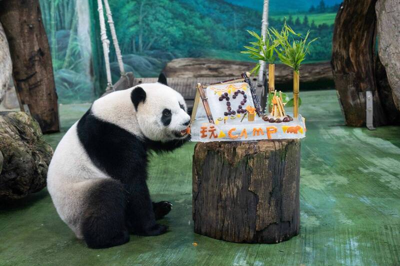 「圓仔」一出場就直奔生日蛋糕,鎖定紅蘿蔔大口啃下。(圖由台北市立動物園提供) 「圓仔」一出場就直奔生日蛋糕,鎖定紅蘿蔔大口啃下。(圖由台北市立動物園提供)