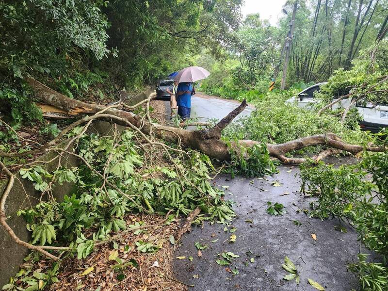 礁溪跑馬古道入口處今天下午傳出大樹倒塌壓車，一度阻斷交通幸無人傷亡。（圖由讀者提供）