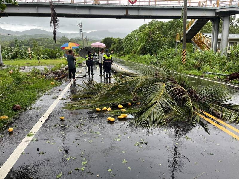 事故现场，被强风吹倒的大树躺在路中。（读者提供）