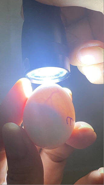 海巡人员以灯光照射检查确定为受精卵。（记者姚岳宏翻摄）