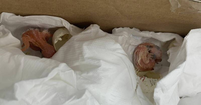 部分鸟蛋已孵化。（记者姚岳宏翻摄）