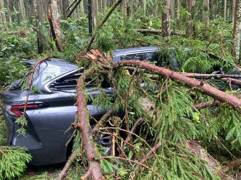 溪頭柳杉倒伏砸到6部遊客的汽車，有的汽車車頂變形、玻璃破裂。（溪頭自然教育園區提供）