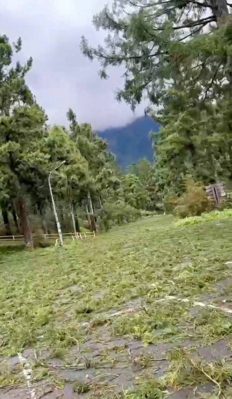 避暑勝地溪頭內滿是落葉和枯枝，受創嚴重。（民眾提供）