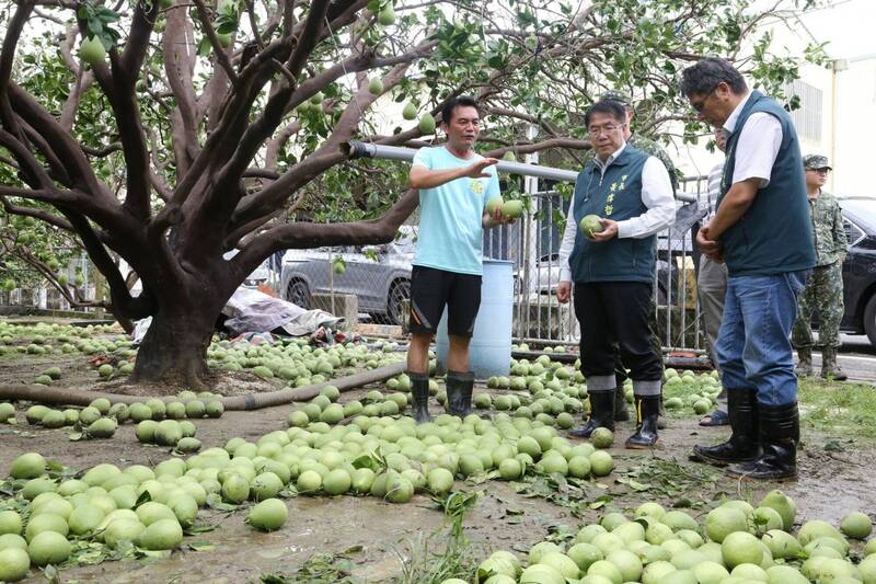 台南市長黃偉哲今前往麻豆、下營等文旦主產區現地勘災,瞭解果園受損情形。(市府提供) 台南市長黃偉哲今前往麻豆、下營等文旦主產區現地勘災,瞭解果園受損情形。(市府提供)