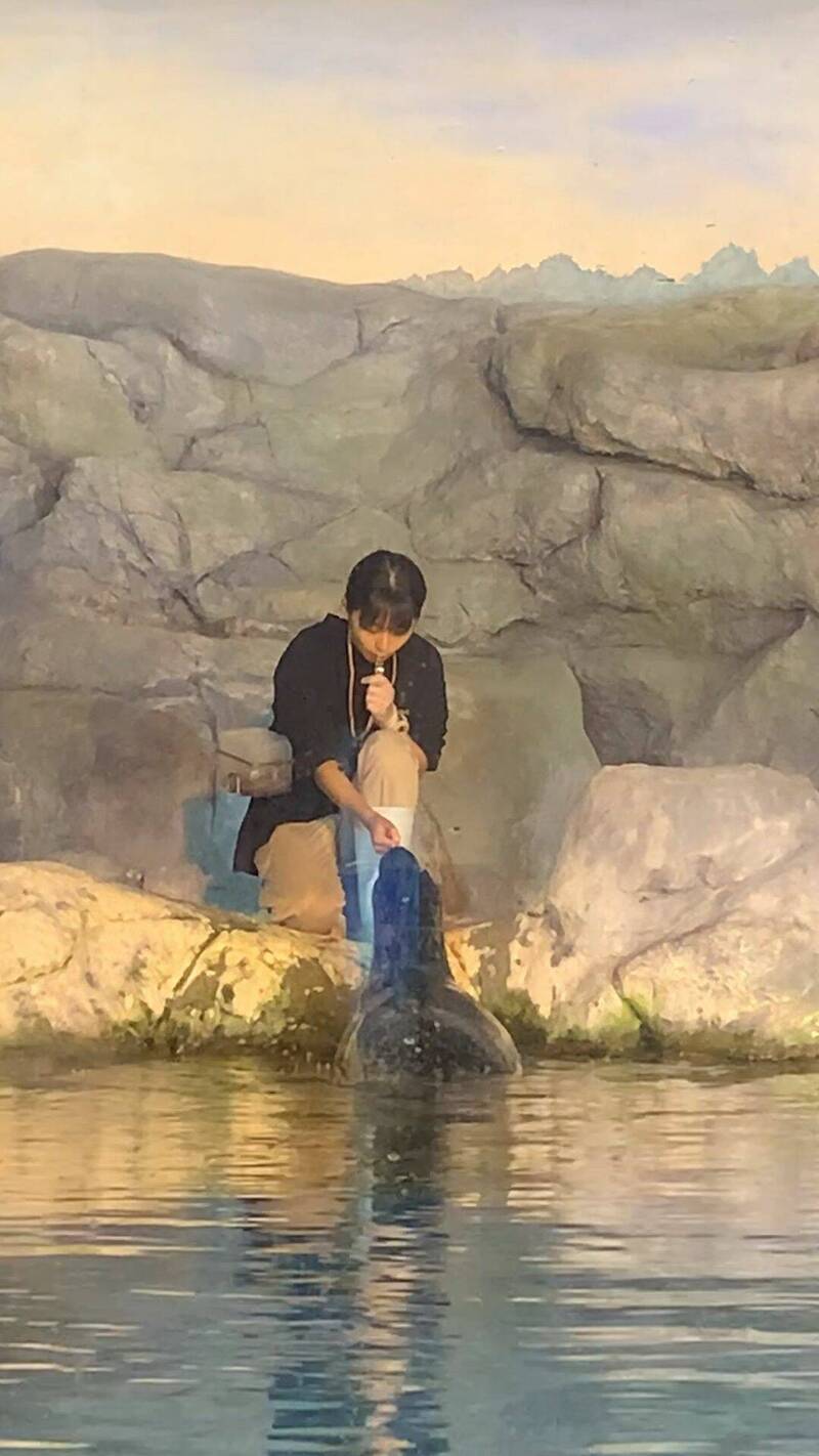 海生館海豹飼育員小伶成熱搜對象。(海景提供) 海生館海豹飼育員小伶成熱搜對象。(海景提供)