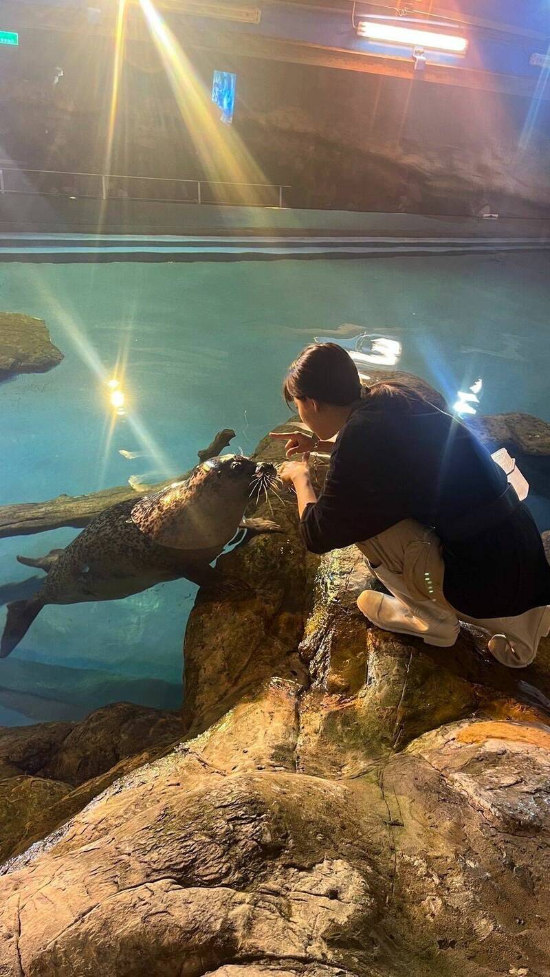 海生館海豹飼育員小伶相當專業。(海景提供) 海生館海豹飼育員小伶相當專業。(海景提供)
