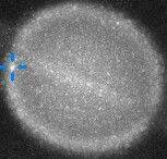 NASA員工兼業餘天文學家拉納疑似拍攝到土星遭撞擊圖像。(擷取自PVOL) NASA員工兼業餘天文學家拉納疑似拍攝到土星遭撞擊圖像。(擷取自PVOL)