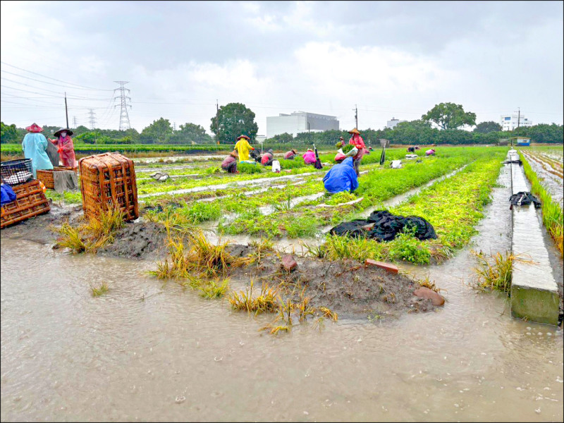昨日彰化北斗地區積水仍未褪去，農民冒雨搶收香菜。（記者顏宏駿攝）