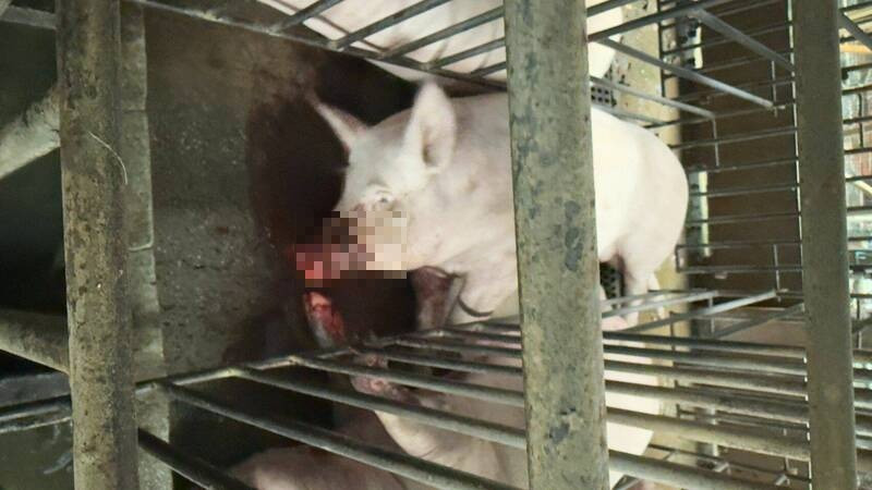 畜牧場豬隻被電死流血慘狀。(記者蔡宗勳翻攝) 畜牧場豬隻被電死流血慘狀。(記者蔡宗勳翻攝)