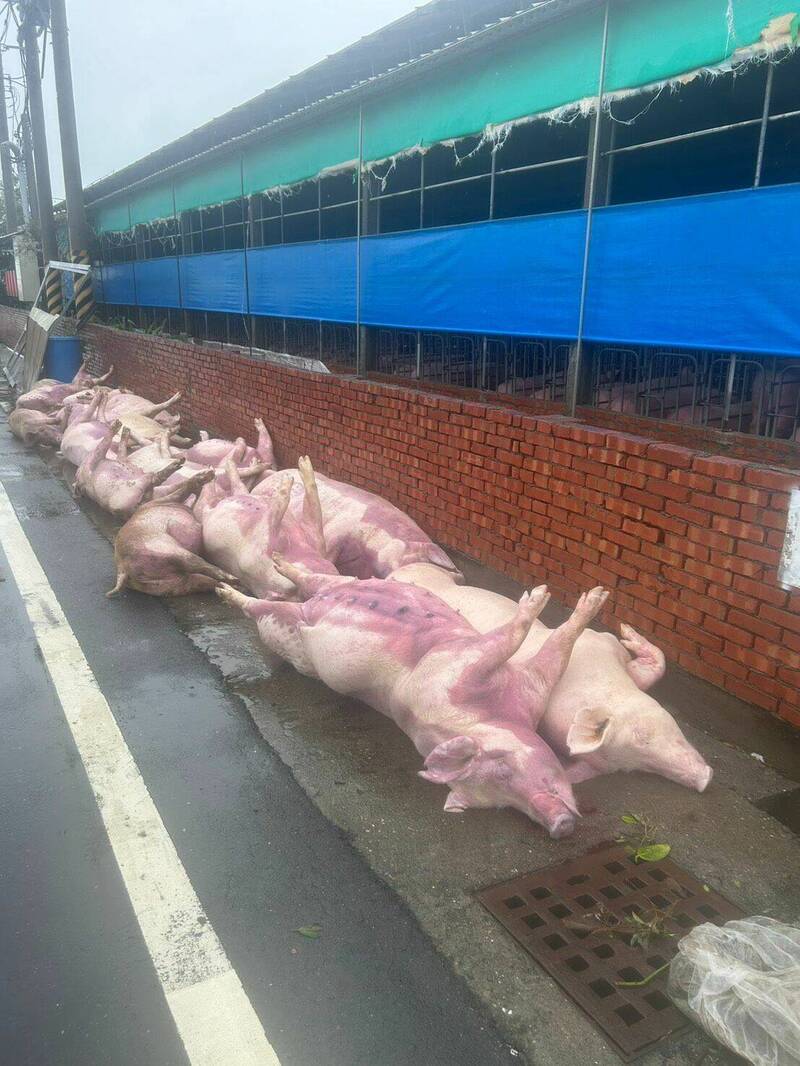 畜牧場豬隻被電死,損失慘重。(記者蔡宗勳翻攝) 畜牧場豬隻被電死,損失慘重。(記者蔡宗勳翻攝)