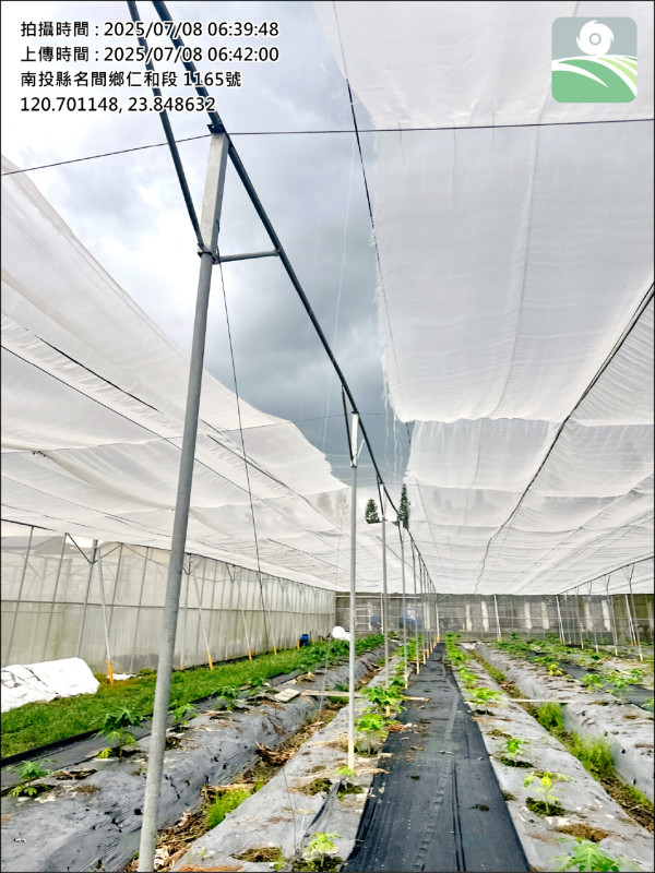 農業部公告將水平棚架網室等農業設施,列入辦理現金救助項目。(南投縣政府提供) 農業部公告將水平棚架網室等農業設施,列入辦理現金救助項目。(南投縣政府提供)