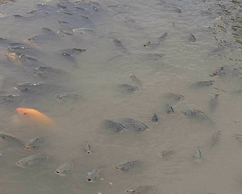 噩夢！彰化貓羅溪上千尾魚受困 恐成新一波魚屍潮