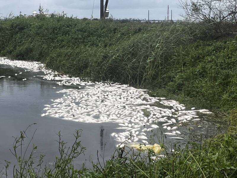 颱風過後至今仍可見魚塭裡一整片魚屍浮在水面上。(吳依潔提供) 颱風過後至今仍可見魚塭裡一整片魚屍浮在水面上。(吳依潔提供)
