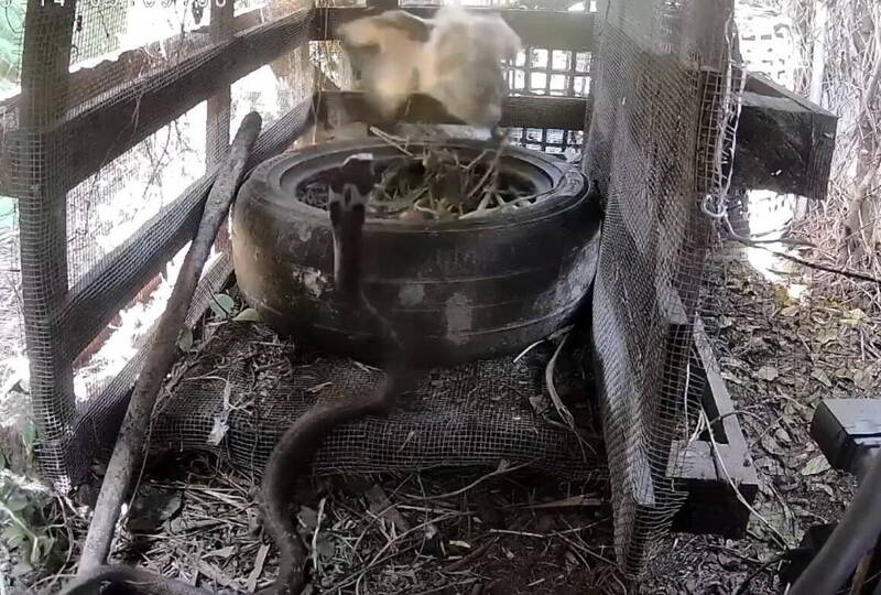 這隻長1米多的眼鏡蛇潛進雞舍攻擊母雞,母雞嚇得倉皇而逃。(鄭琨諺提供) 這隻長1米多的眼鏡蛇潛進雞舍攻擊母雞,母雞嚇得倉皇而逃。(鄭琨諺提供)