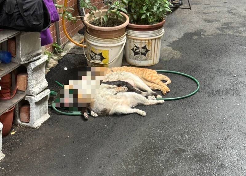 鄰居的毛小孩共4貓1狗被濃煙嗆死。（記者徐聖倫翻攝）