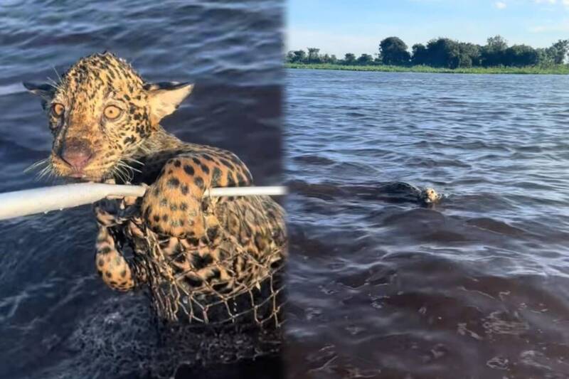Brazilian Fisherman Catches Jaguar – Fishing Nets Still Retrieved