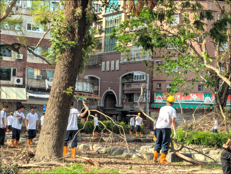 內政部調派正在服替代役的警大畢業生,到嘉義公園協助清理倒伏的樹木、落葉斷枝。(記者王善嬿攝) 內政部調派正在服替代役的警大畢業生,到嘉義公園協助清理倒伏的樹木、落葉斷枝。(記者王善嬿攝)