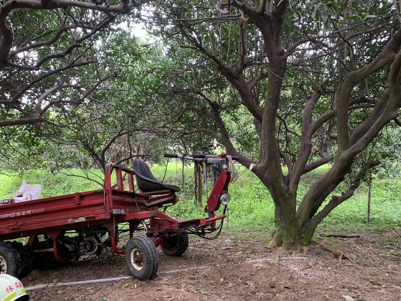 樹與老翁 老翁整理果園被搬運車和樹木夾住吊著送醫搶救仍不治身亡（民眾