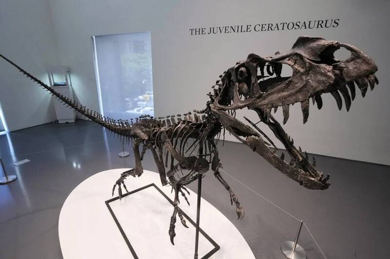 來自侏羅紀晚期的少年角鼻龍（Juvenile Ceratosaurus）骨架，在蘇富比拍賣中掀起激烈競價，最終以3050萬美元成交，遠超預估售價，成為本場最大焦點。（美聯社）