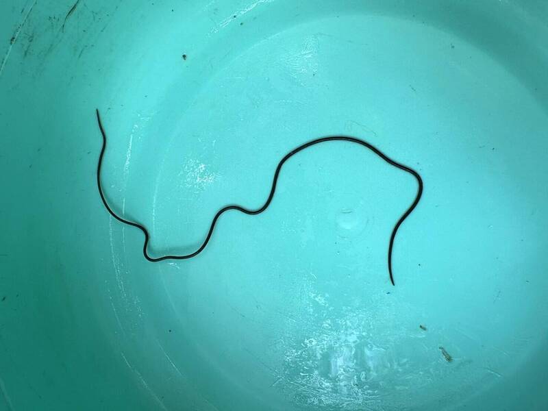 慎入！日月潭驚見「異形」生物水域詭蟲上岸狂扭- 生活- 自由時報電子報