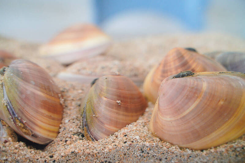 海大與水試所發現文蛤新物種 暫名「寶島文蛤」