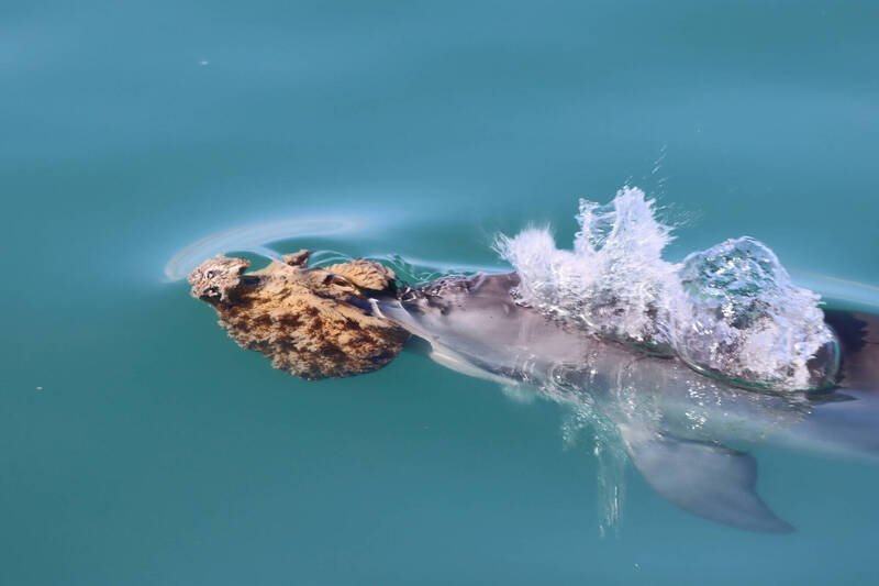 Australian Dolphins: Sponge Fishing Hunting Technique