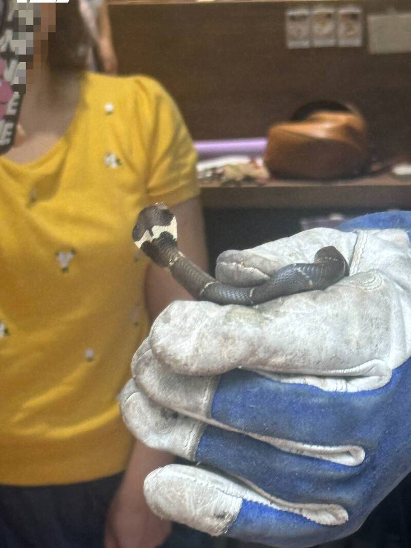 我家有蛇！高雄小姊弟驚慌報案 果真抓到1尾眼鏡蛇