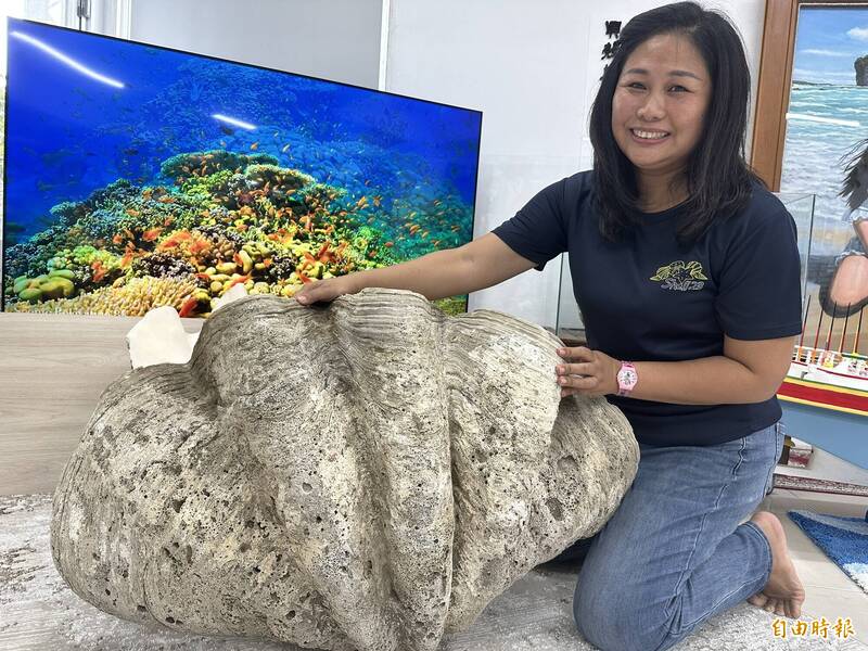 貝殼23美術館內超過百年、重達200公斤的硨磲貝。（記者蔡宗憲攝）