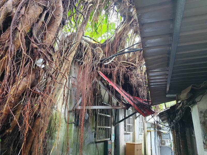 北市文山區12公尺大樹傾倒 壓壞民宅鐵皮雨遮