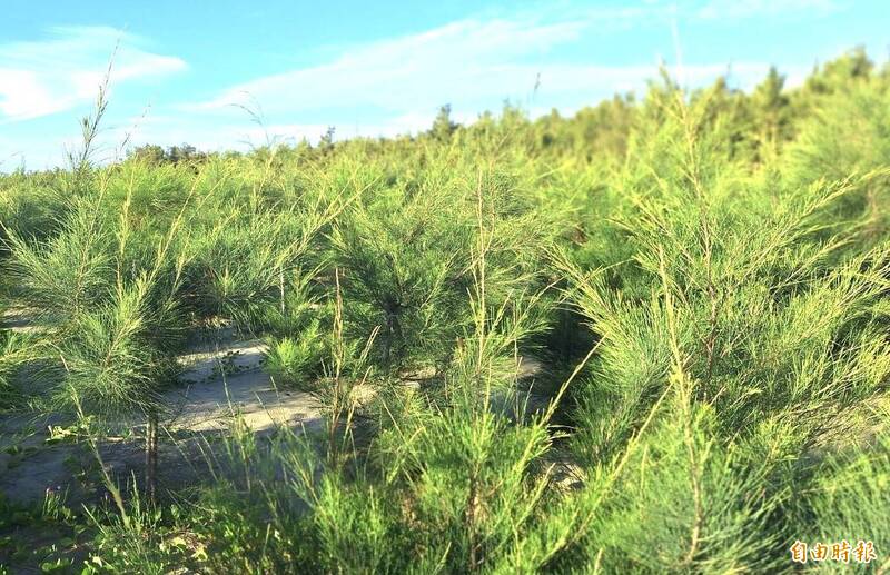 丹娜絲颱風嘉縣登陸 好美海灘植樹展現韌性守住綠意