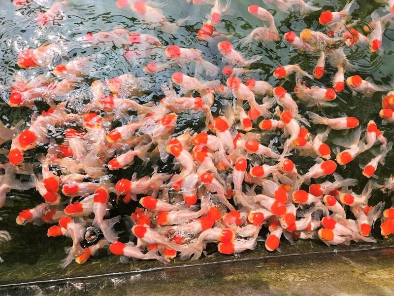 屏東邁向亞洲水族之都 藏身改造豬舍的觀賞魚游向世界舞台