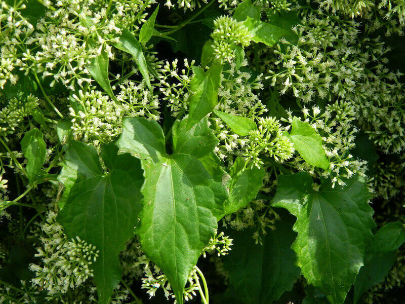 小花蔓澤蘭為蔓藤植物，過去多被視為雜草處理。（林業及自然保育署提供）
