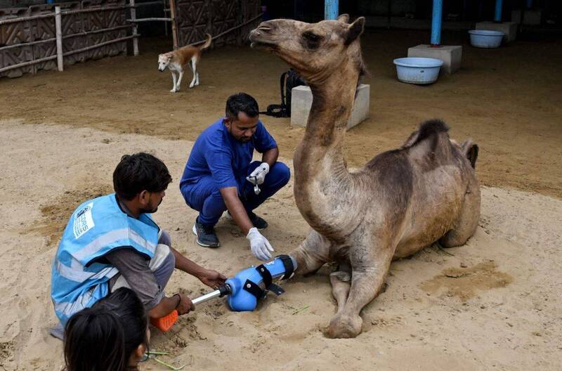 巴國首例大型動物裝義肢 駱駝「卡米」恢復四肢行走