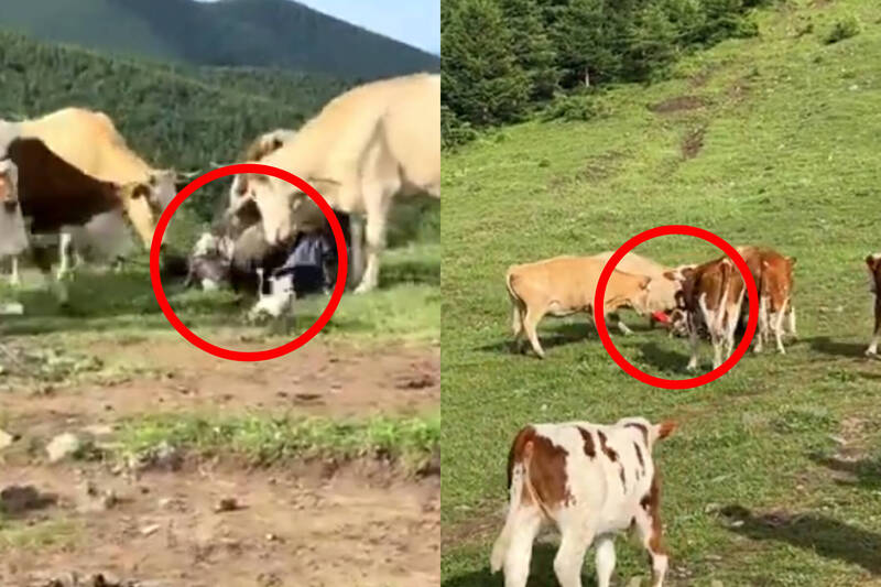中國五台山餵吃牛肉乾、狂戳屁遭牛群反擊？當事遊客出面還原真相