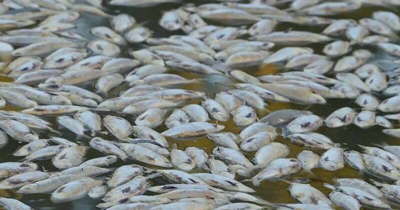 有毒藻類肆虐澳洲 數百種海洋生物死亡