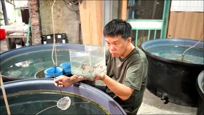 豬舍改造養殖觀賞魚 屏東邁向亞洲水族之都