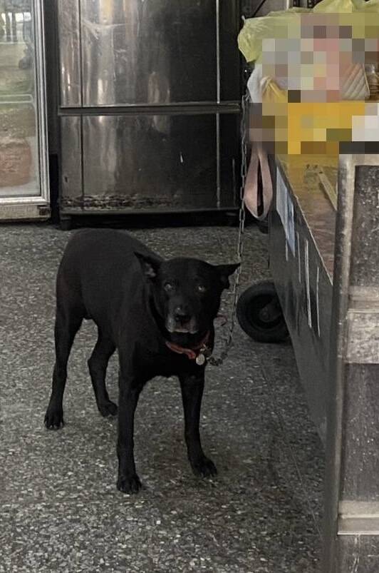 黑狗衝出咬人！飼主竟怪他「不走別路」 未繫繩釀禍挨罰又挨告