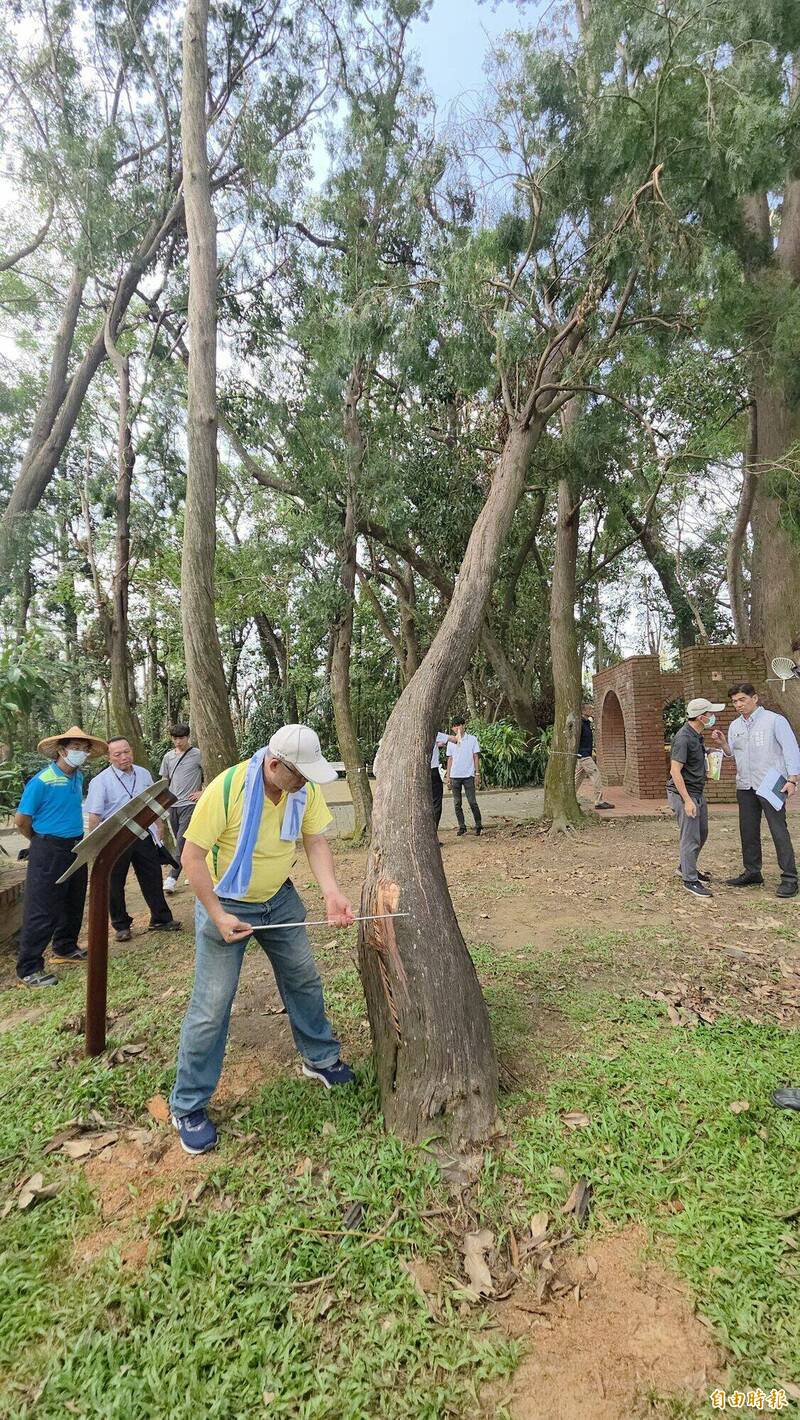 台灣愛樹保育協會會長曾檉銳現場檢測一棵樹幹腐巧的台灣肖楠。（記者丁偉杰攝）