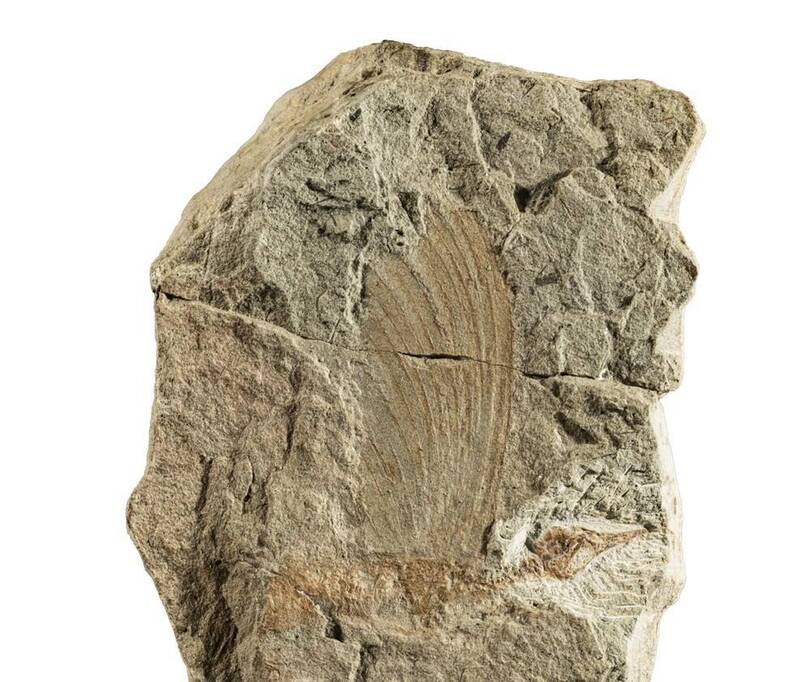 「奇蹟蜥」的正模標本（holotype）化石，清晰可見其鳥喙狀的頭骨，以及上方扇狀的背冠印痕，這正是既非鱗片也非羽毛的神秘構造之直接證據。（圖：斯圖加特國立自然史博物館）