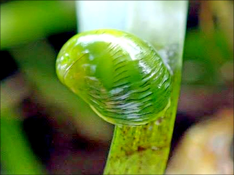 水彩蜑螺 澎湖復育海草床現身