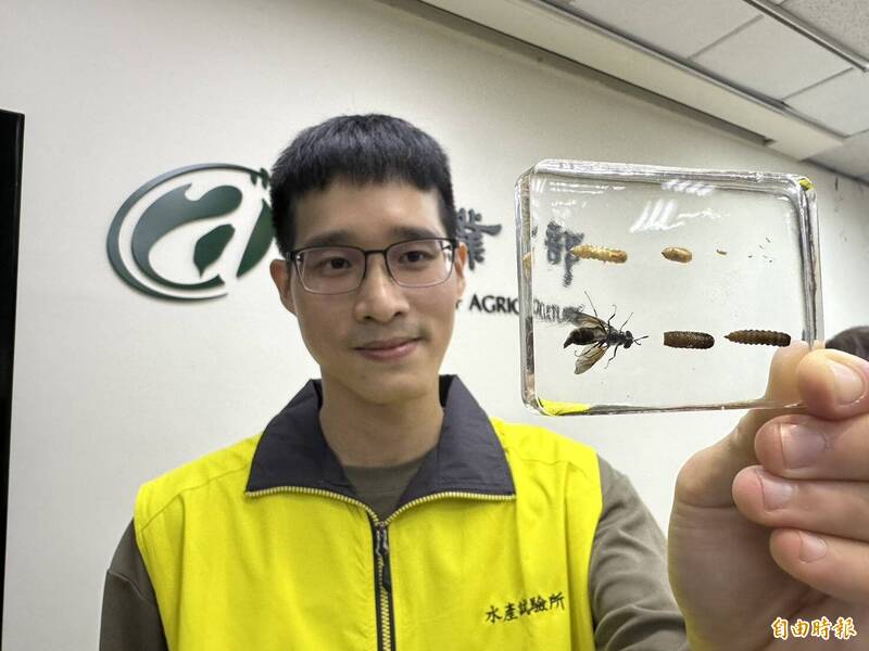 吃廚餘還能當飼料 用黑水虻餵魚營養又省錢