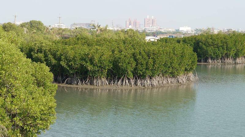 淨零排放關鍵 環境部通過海草復育、紅樹林植林「藍碳方法學」