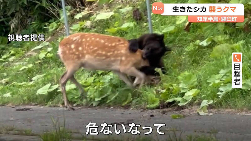 真實版動物星球頻道！北海道駕駛目睹「棕熊在國道獵鹿」嚇傻